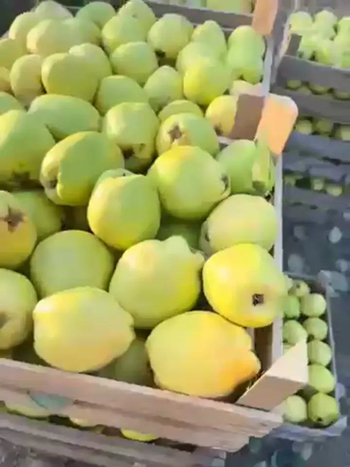 Satılık Toplanmış pazarlık Ayva, Sakarya ürün videosu