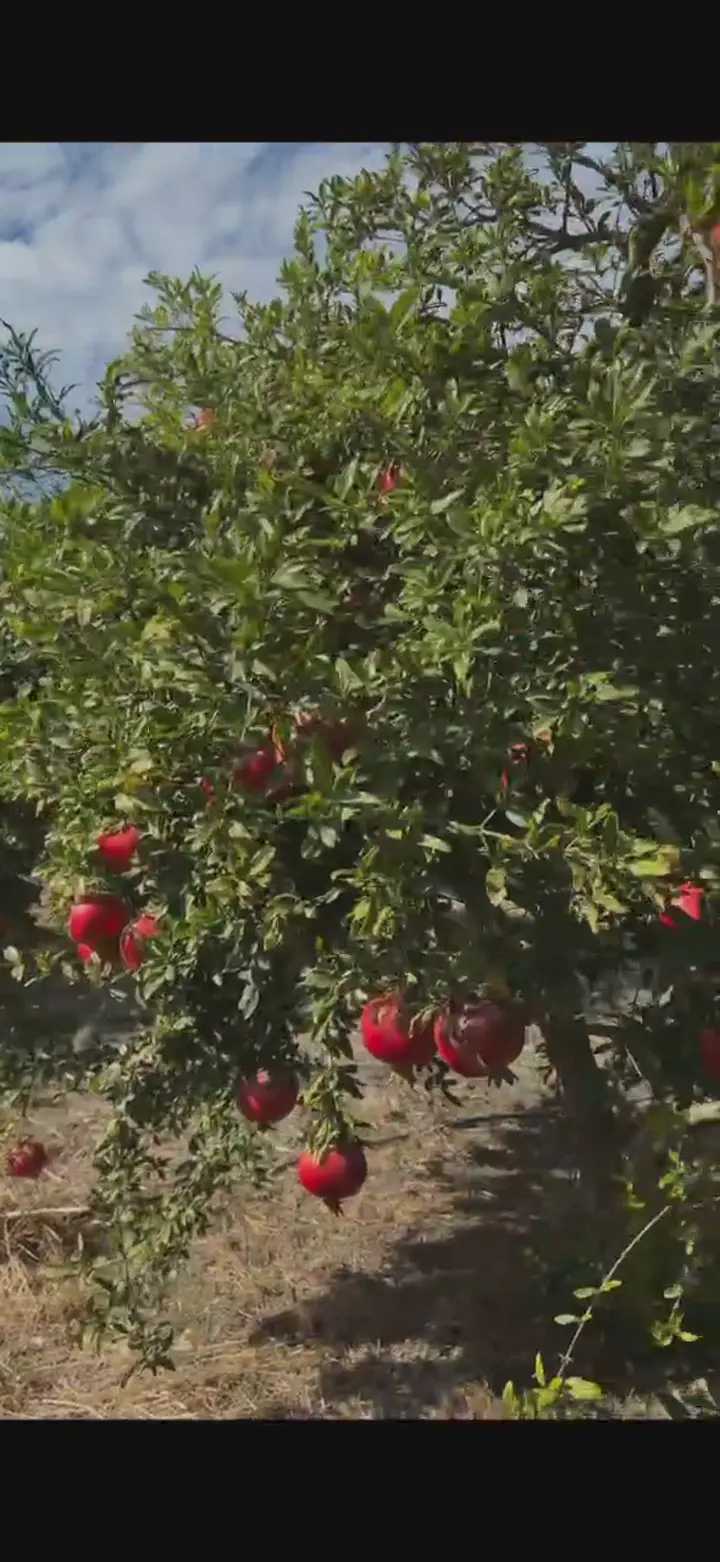 Hicaz nar, Muğla ürün videosu