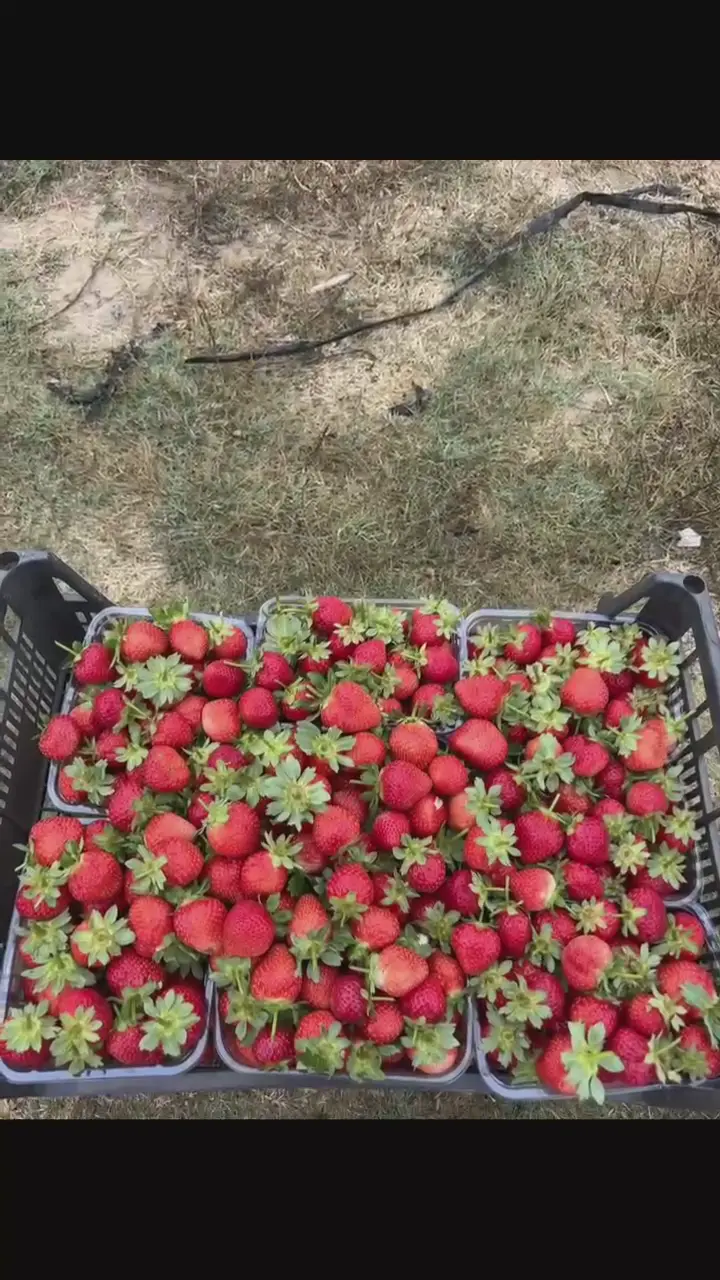Organik şale ÇİLEK, Çanakkale ürün videosu