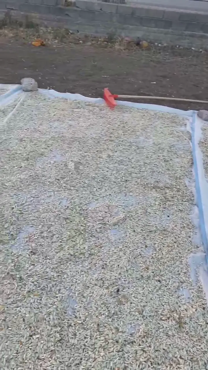 Portakal cinsi kabak çekirdeği, Konya ürün videosu