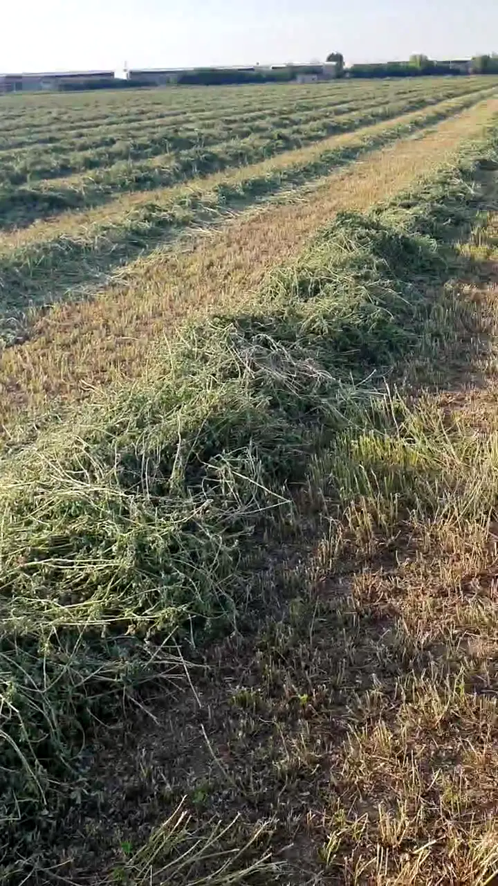 Otsuz Bol Yapraklı Yonca, Konya ürün videosu