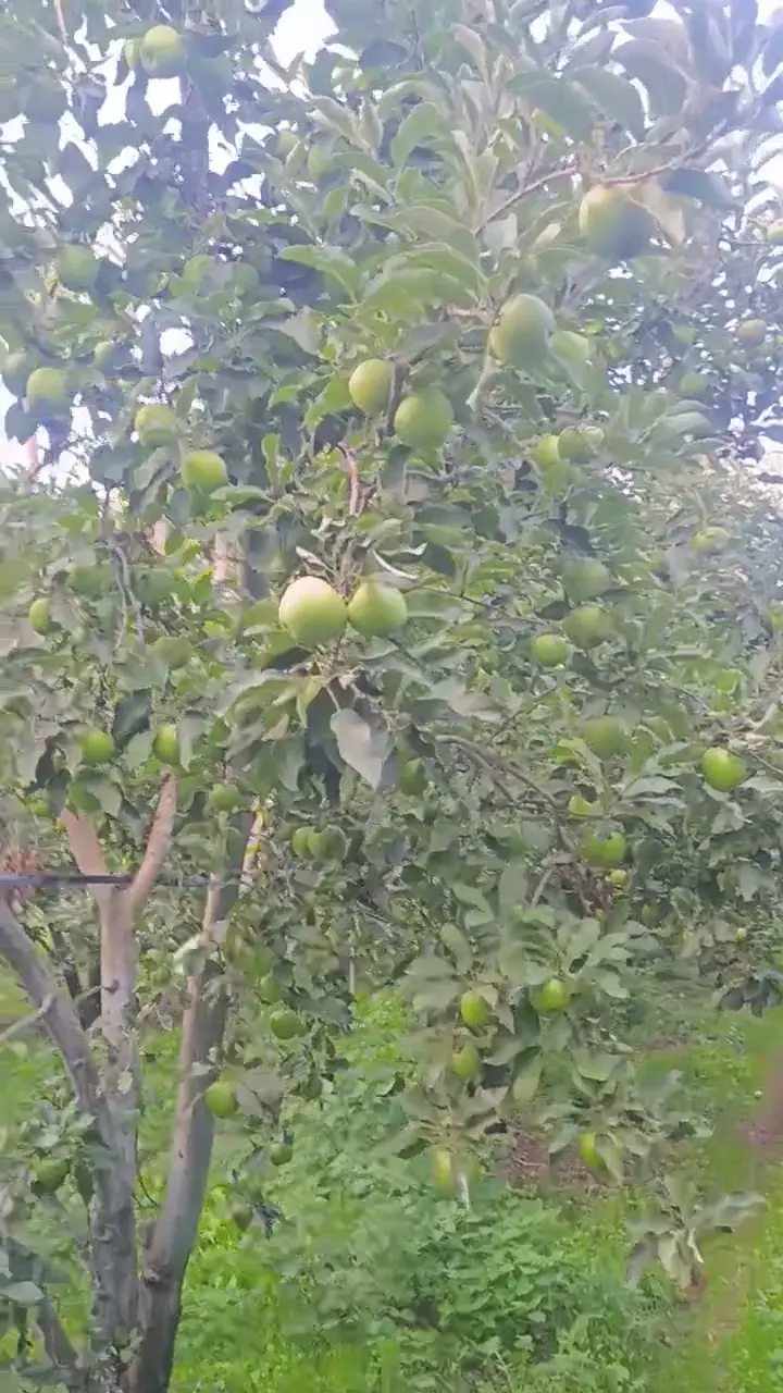 Satılık 20 ton Granny Smith (yeşil elma), Sakarya ürün videosu