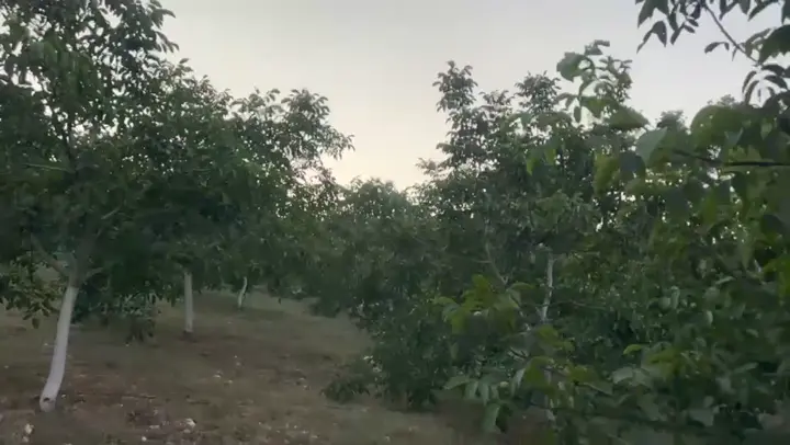 Ceviz, Mersin ürün videosu