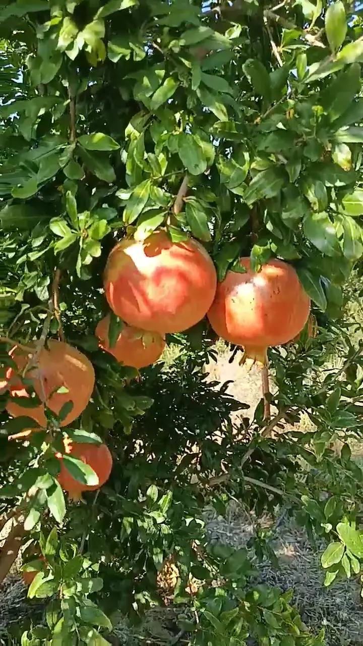 Hicaz narı, Adana ürün videosu