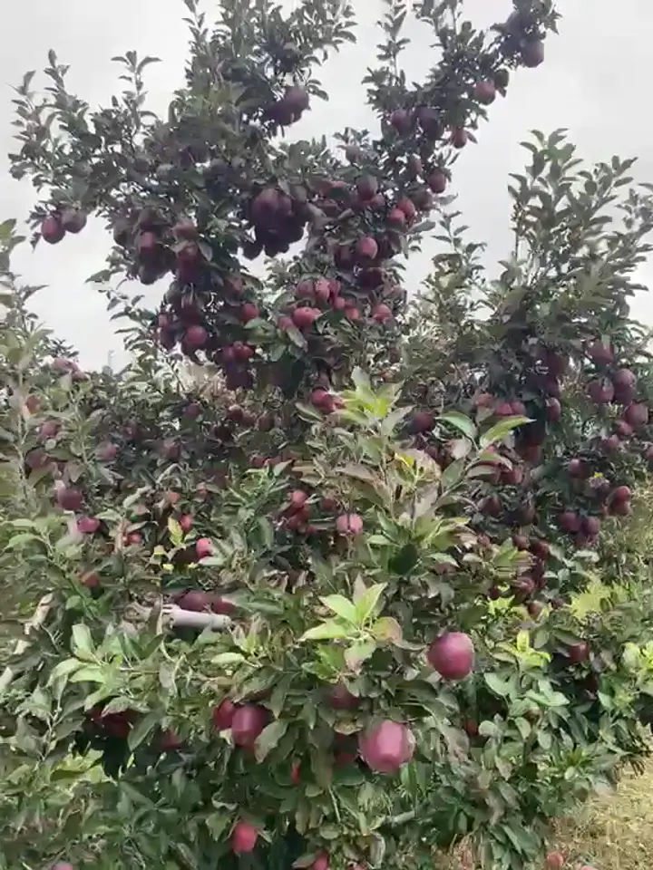 Ericek Kahramanmaraş Elma Çeşit Çok, Kahramanmaraş ürün videosu
