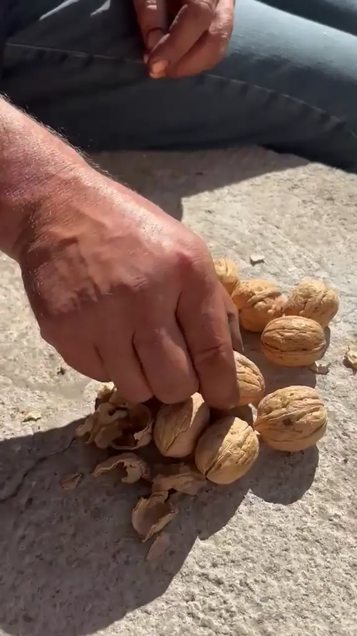 Chandler ceviz, Amasya ürün videosu