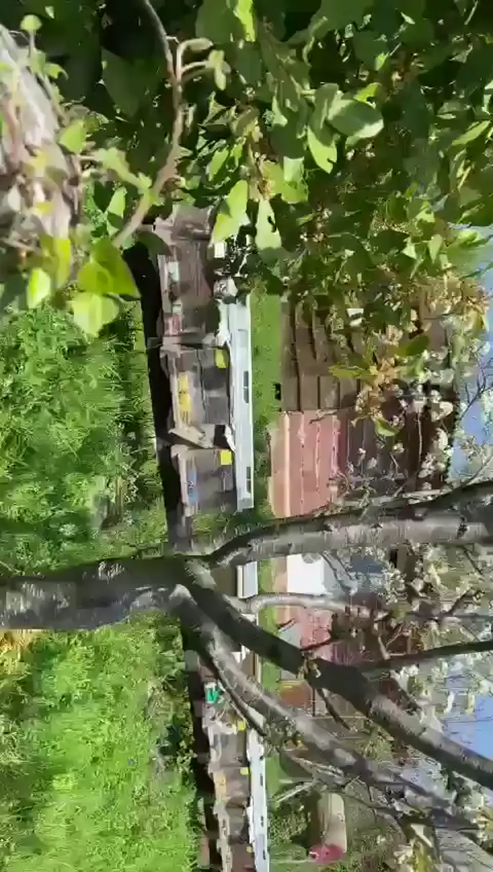 Bartın çakraz üretimi analiz raporlu kestane balı- üreticiden toptan ve kg satış, Bartın ürün videosu