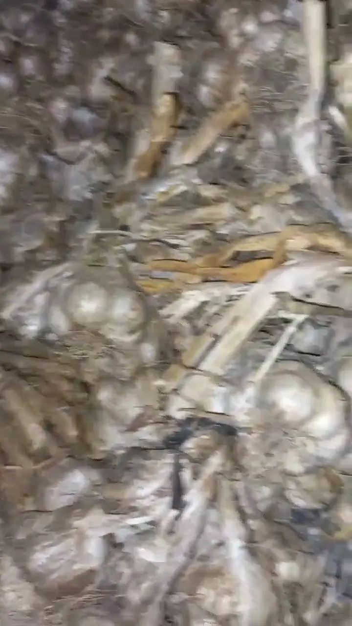 Aroması yüksek yerli sarımsak, Isparta ürün videosu