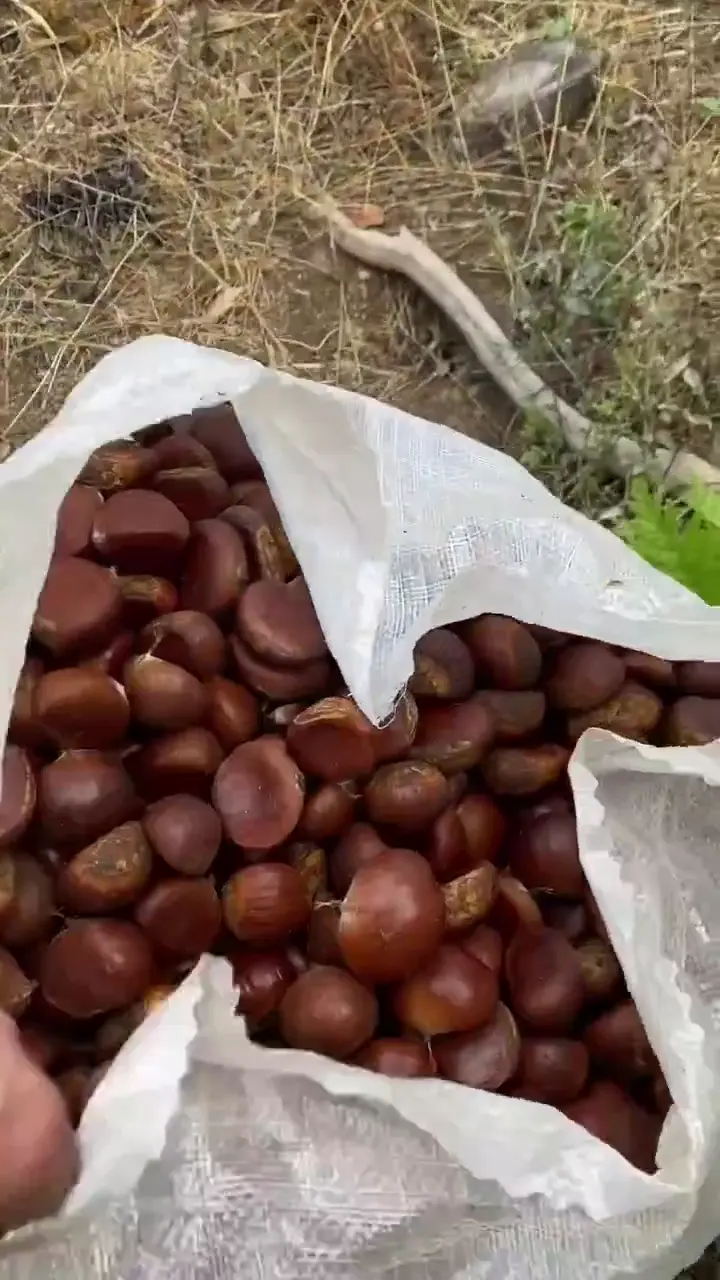 Kebablık bursa aşı kestane, Bursa ürün videosu