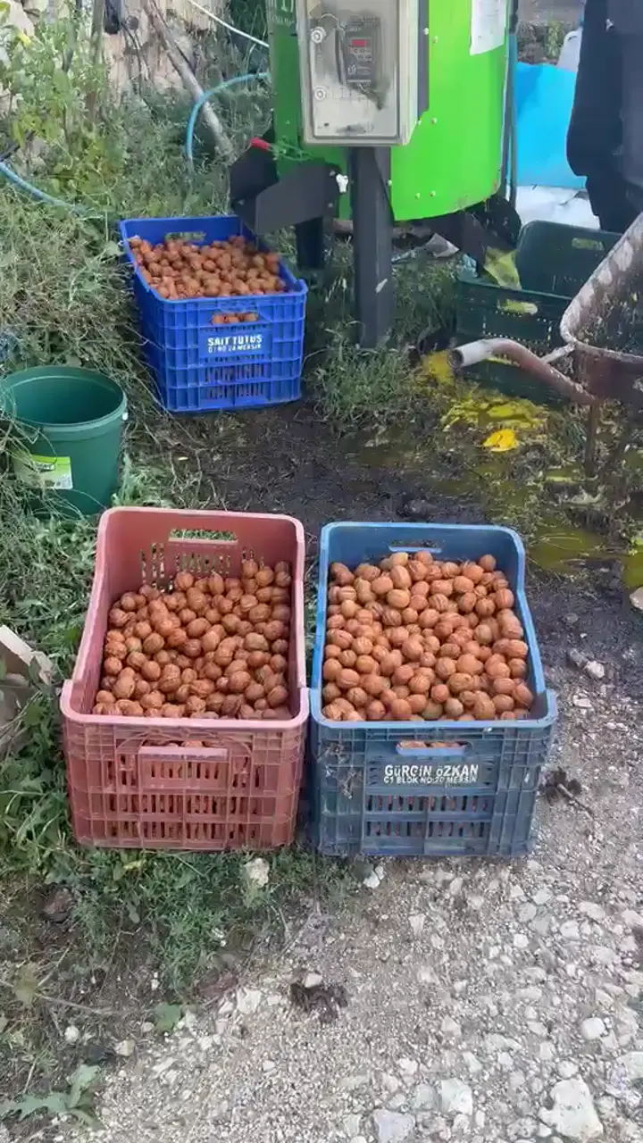 Bembeyaz idi cevizlerimiz, Karaman ürün videosu