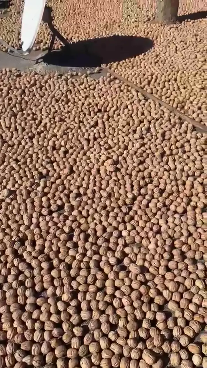 Yeni mahsul chendlar kuru ceviz, Antalya ürün videosu