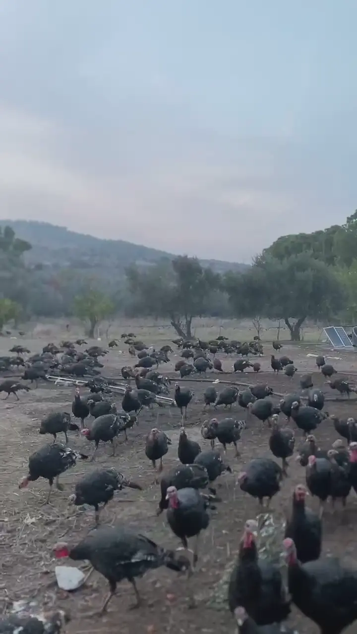Satılık 300 Adet Canlı Çiftlik Hindisi (5-7 kg), İzmir ürün videosu