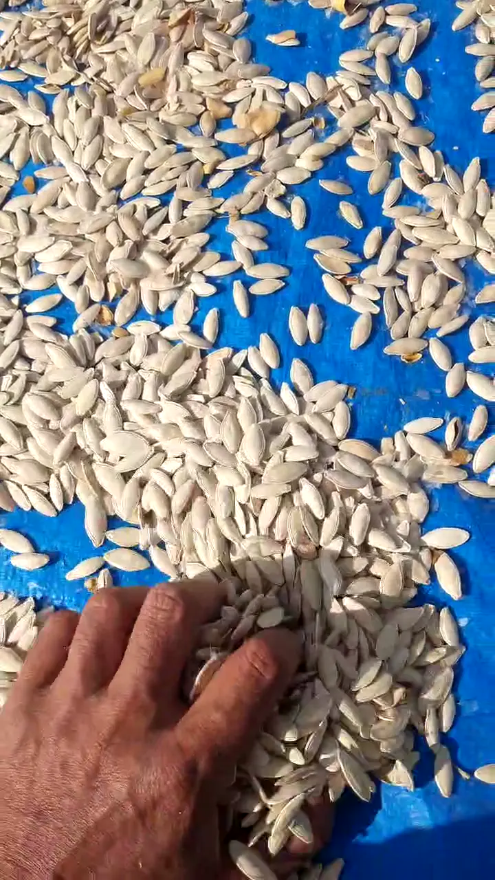 Çerezlik çiğ kabak çekirdeği orta boy dolgun kayseride, Kayseri ürün videosu