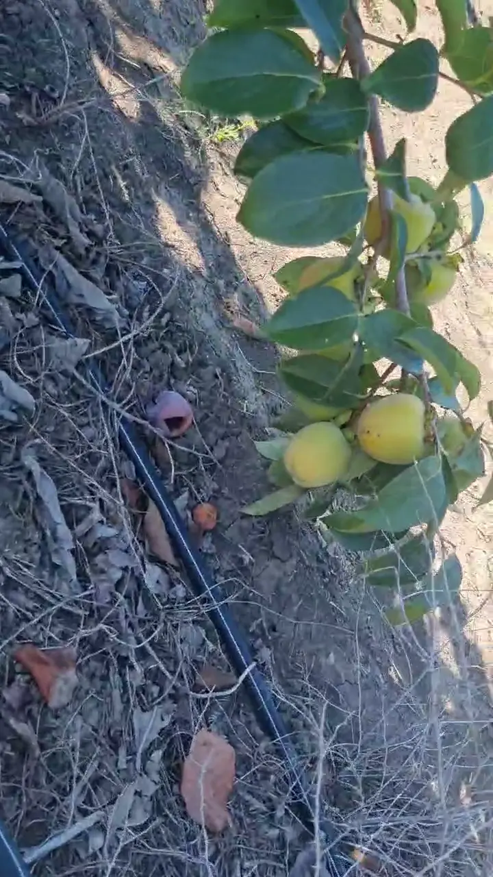 Taze roji brillant, Adana ürün videosu