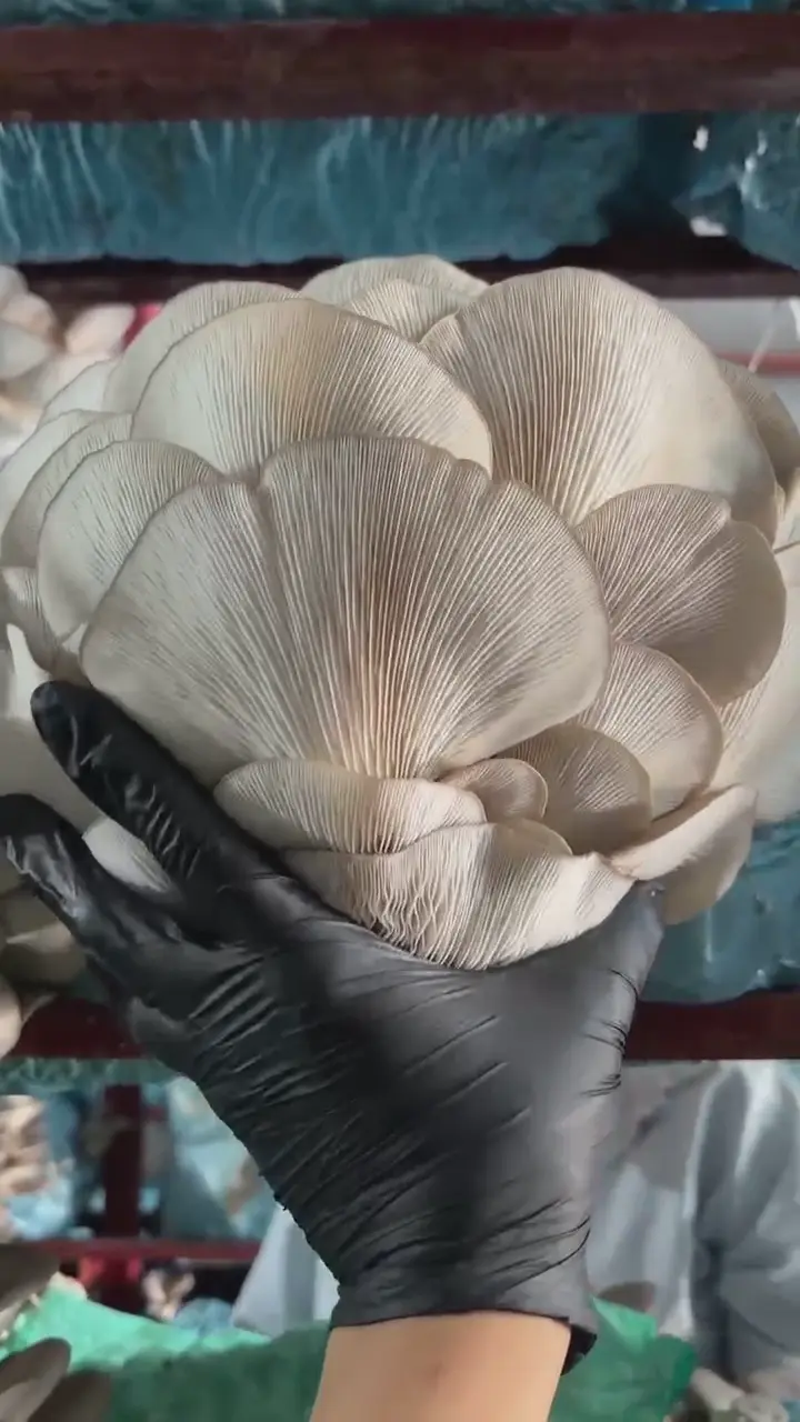 İstiridye mantarı, Konya ürün videosu