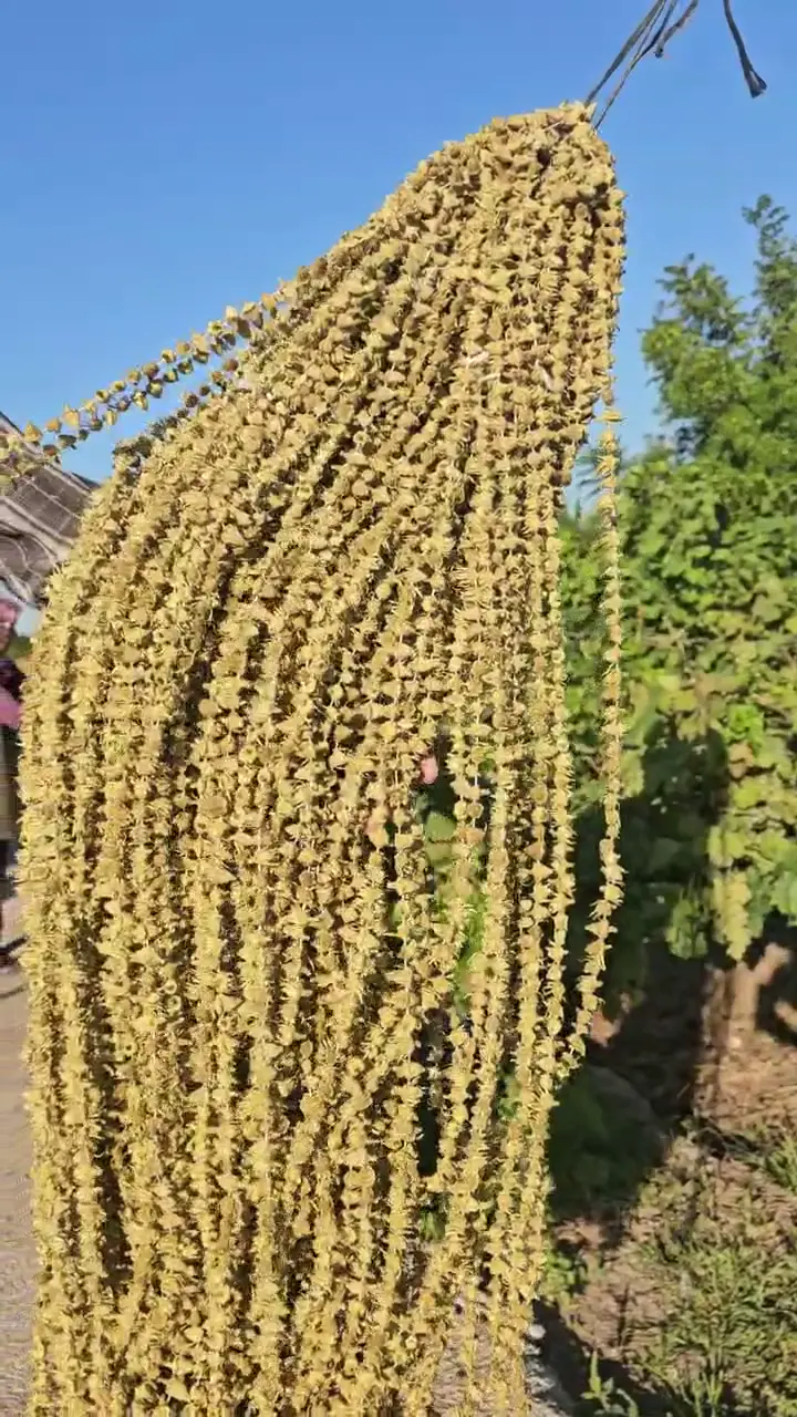 2026 Sezonu Amasya Kuru Bamya – Kendi Üretimimiz, Amasya ürün videosu