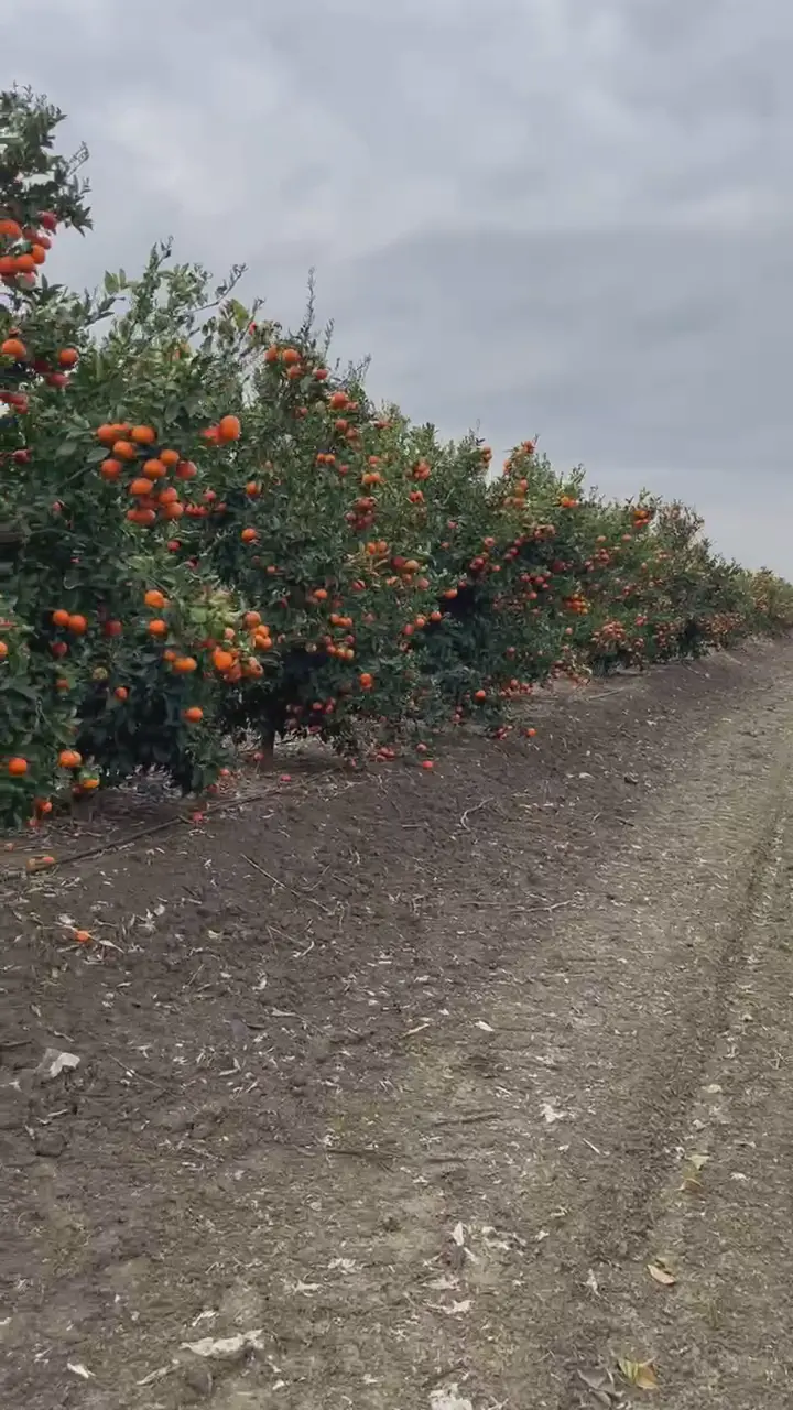 Satılık W Murcot Mandalina, Adana ürün videosu