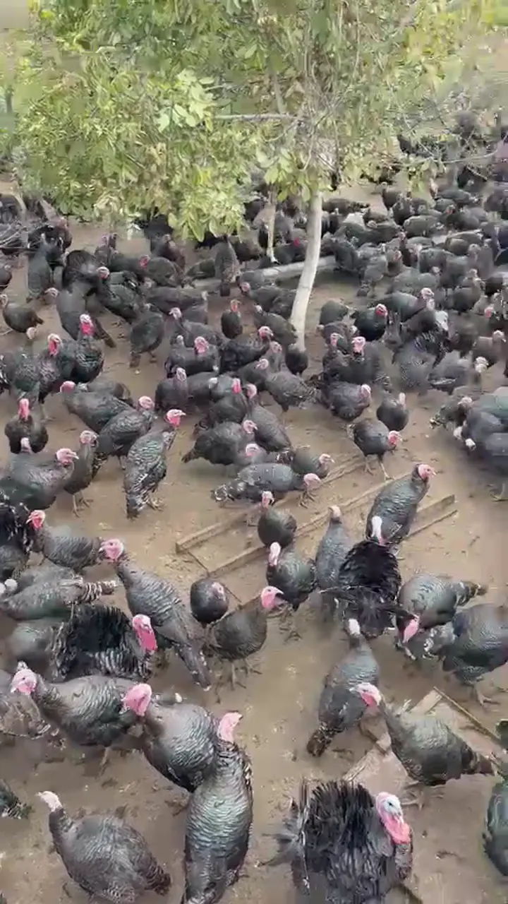 Satlılık 6 bin adet hindi, Şanlıurfa ürün videosu