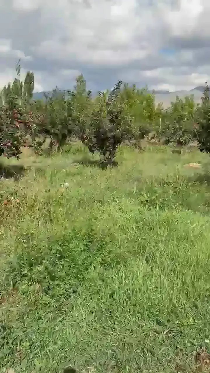 Dalından elma niğde kasalanmış olarak verilecek, Niğde ürün videosu