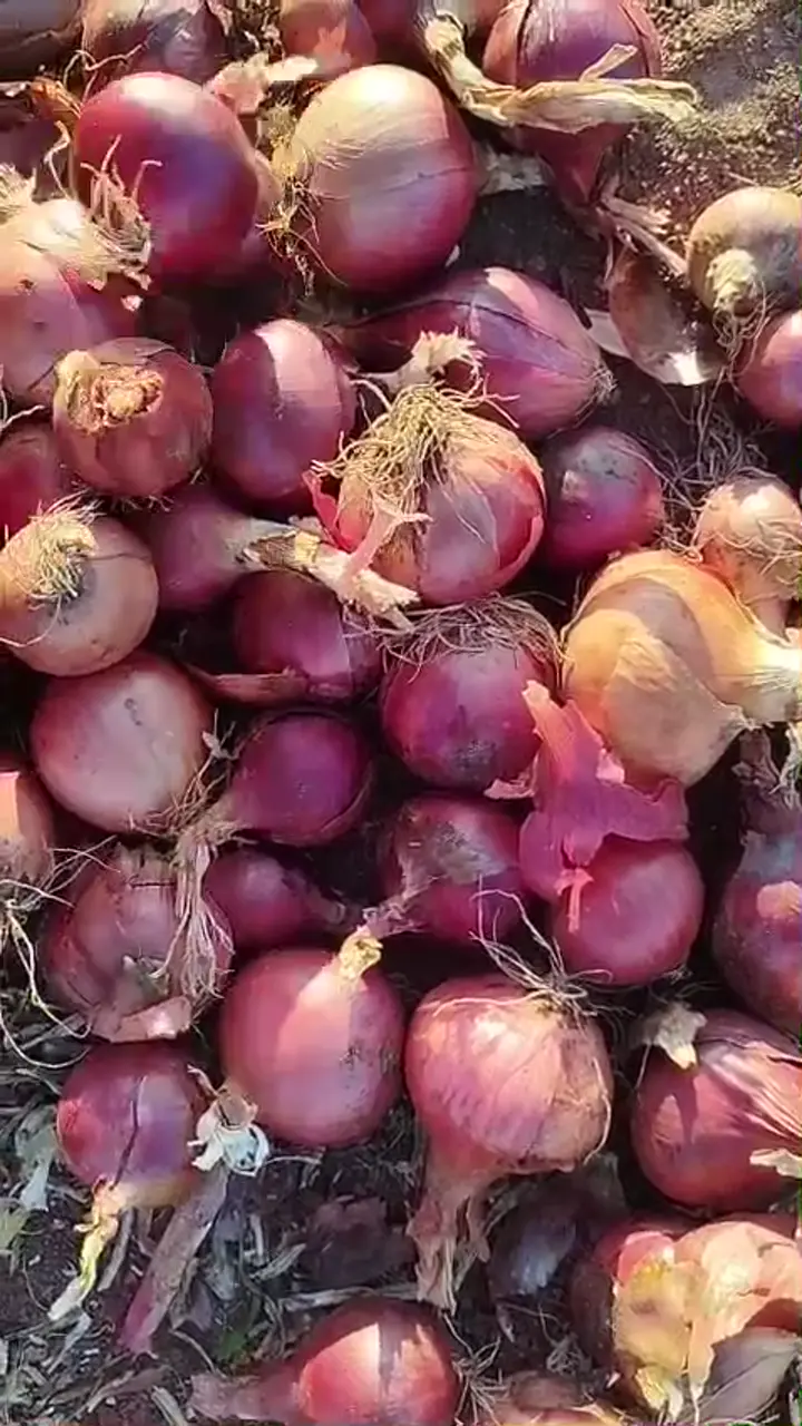 Hakiki Çorum moru kaliteli, Tokat ürün videosu