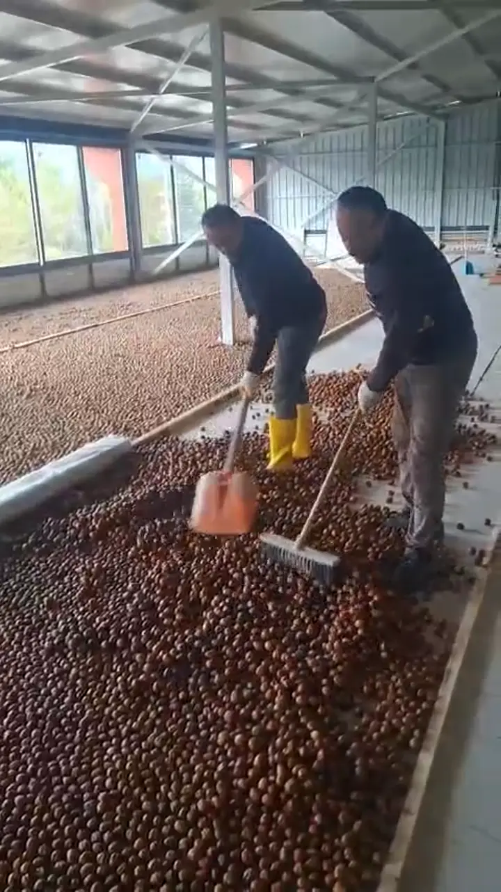 Satılık taze fernor cinsi ceviz, Burdur ürün videosu