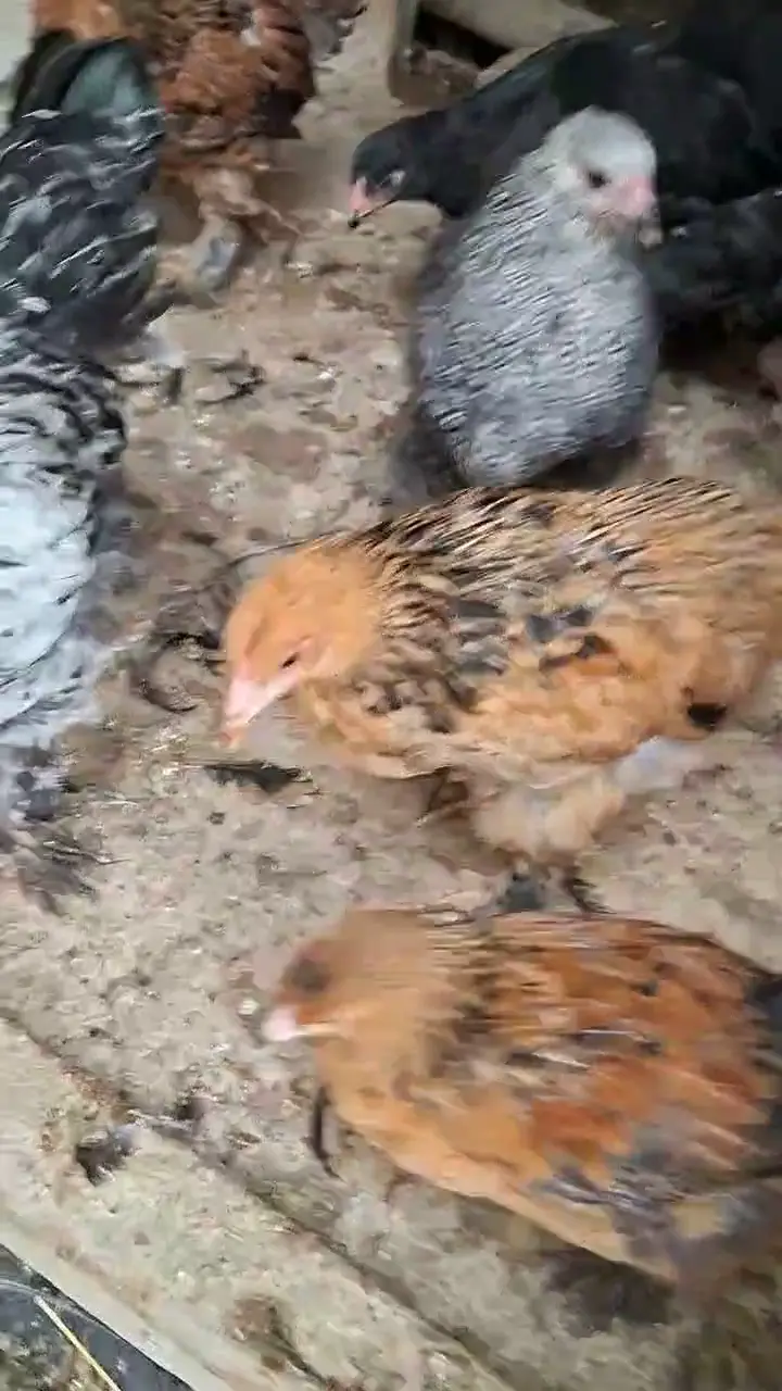Satılık brahma ispenç trabzon gugulusu, Ankara ürün videosu