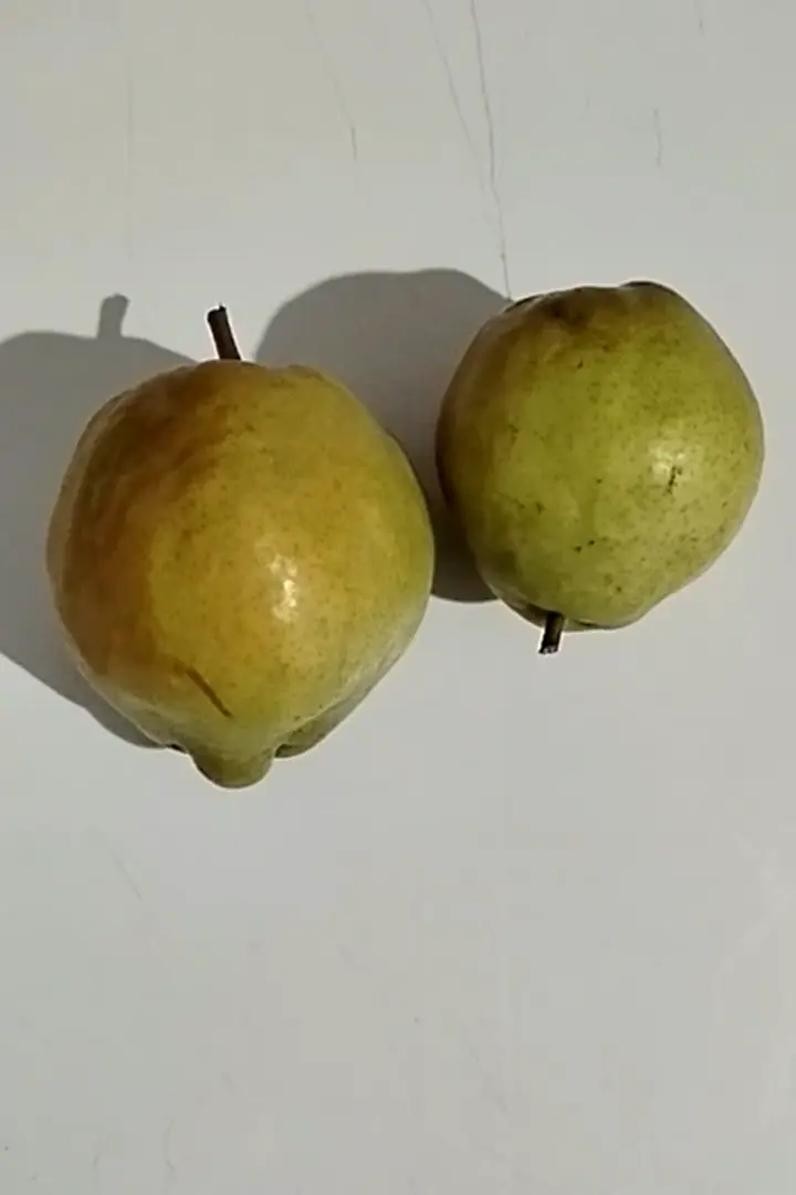 Deveci armudu, Bursa ürün videosu