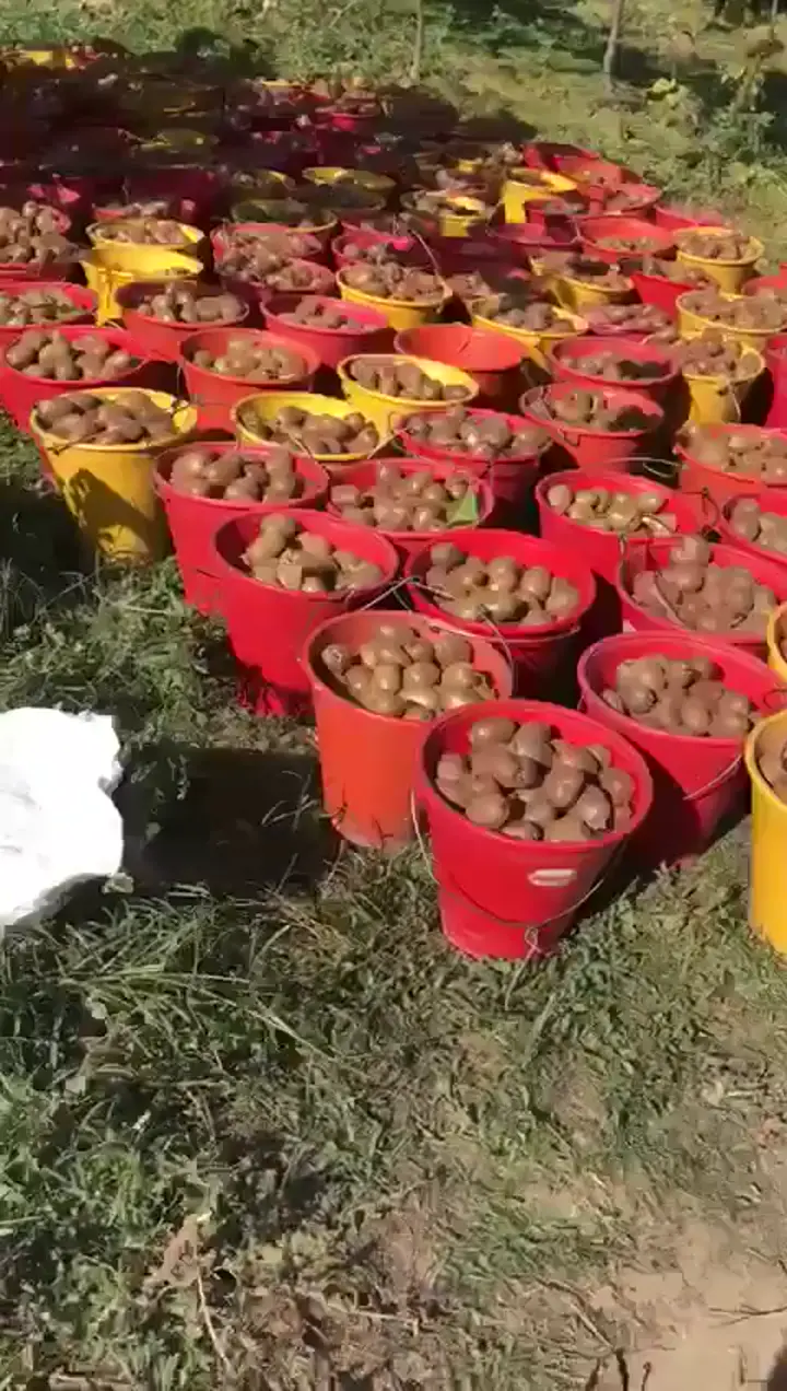 Dalindan kivi, Bursa ürün videosu