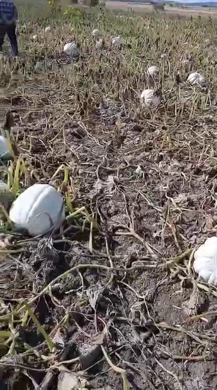 Satılık duble bal kabağı, Eskişehir ürün videosu