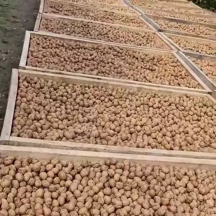 Yeni mahsül jumbo boy chander ceviz, Bursa ürün videosu