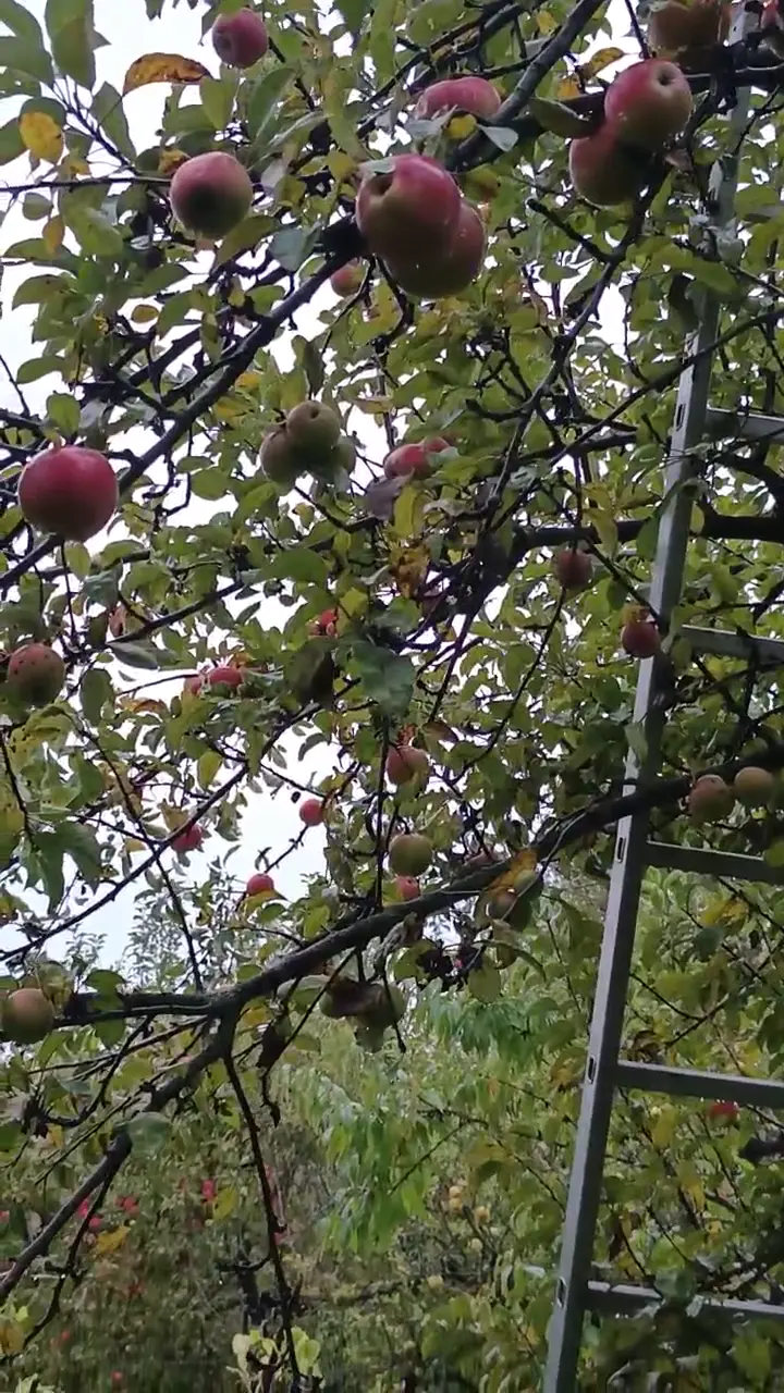 Dalında Elma Armut, Kastamonu ürün videosu