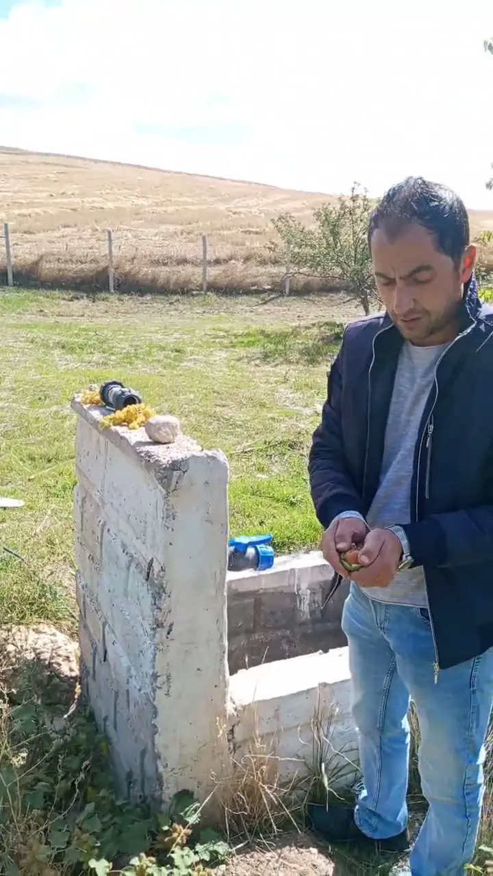 Ceviz, Yozgat ürün videosu