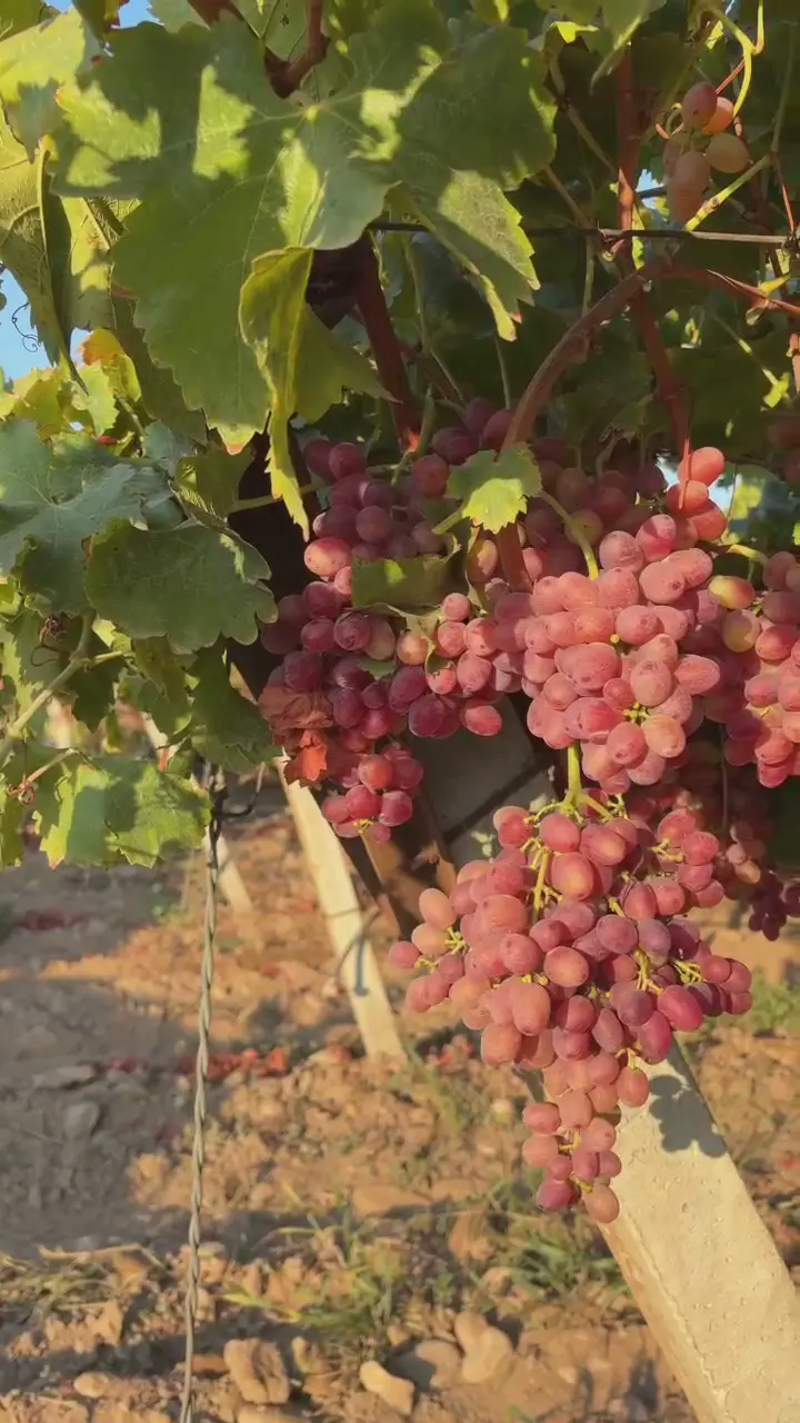 Crimson Seedless, Alaşehir/MANİSA, Manisa ürün videosu