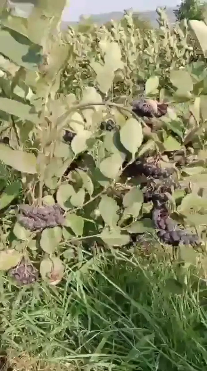 Dalında Aronya, Çanakkale ürün videosu