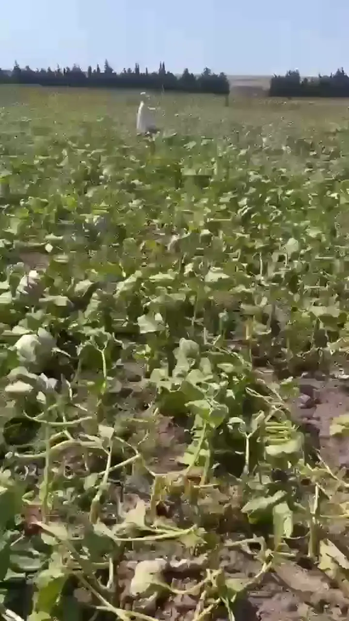 Yeni hasat bal kabağı, Tekirdağ ürün videosu