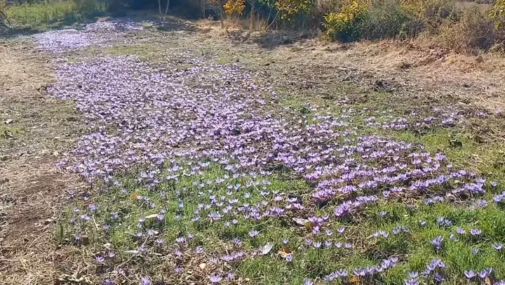 Safran, Denizli ürün videosu