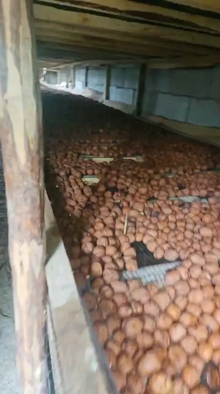 Yeni mahsul cetdner ceviz, Samsun ürün videosu