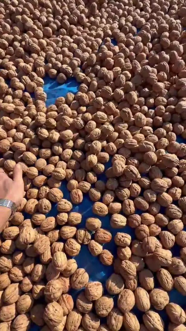 "Amasya Merzifon Mahsulü Chandler Ceviz - Toptan / Çuvallı", Amasya ürün videosu