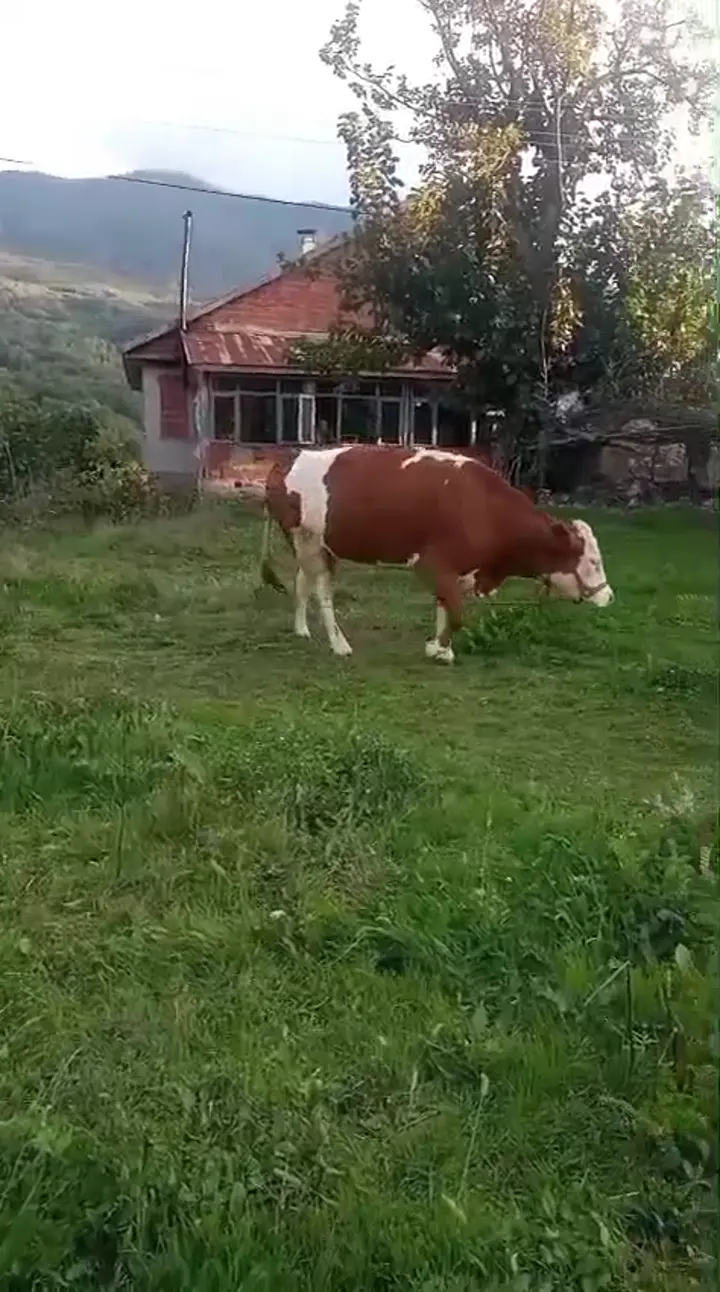 Damızlık simental orjinal 4 aylık gebe, Bartın ürün videosu