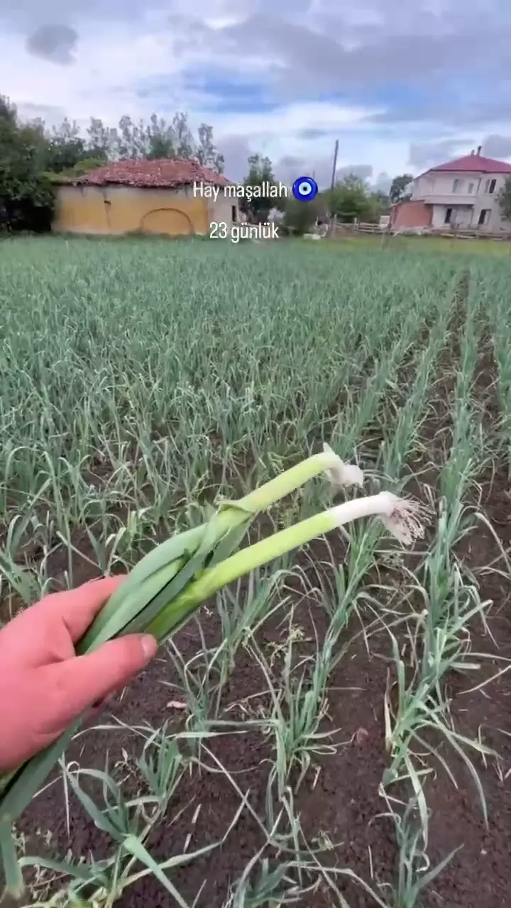 Taze pırasa samsun bafra, Samsun ürün videosu