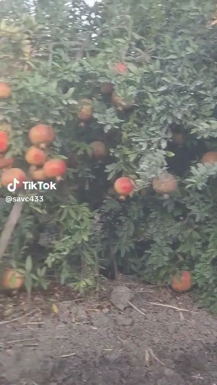 Hicaz nar 60 70 ton arası, Mersin ürün videosu
