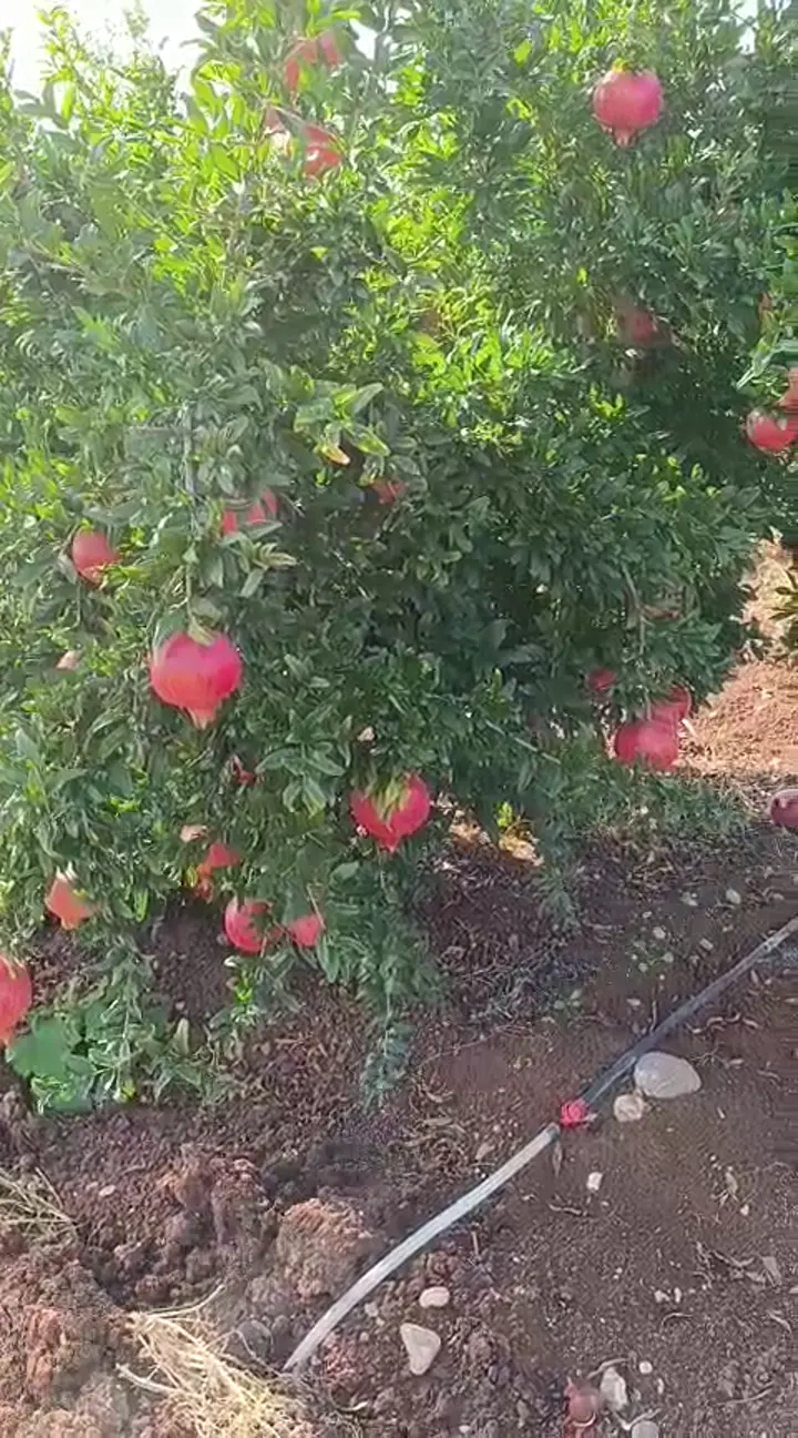 Hicaz narı, Adıyaman ürün videosu