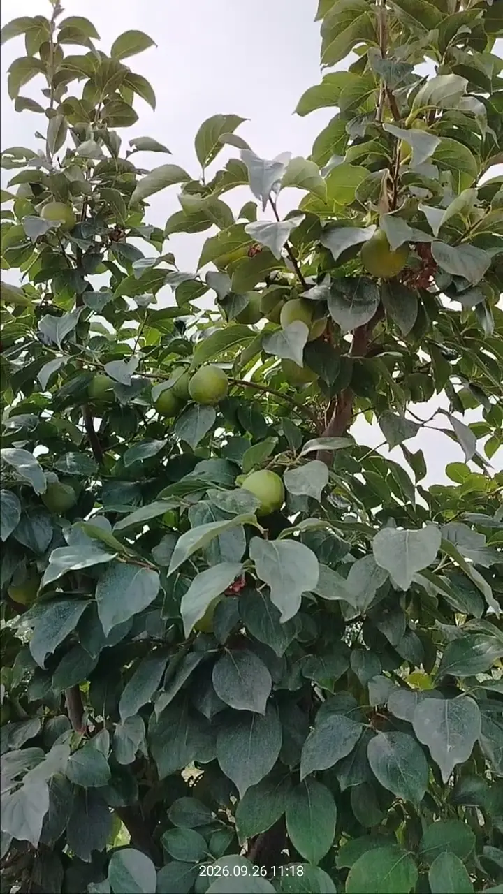 Kurutmalık Trabzon Hurması Manisa Selendi, Manisa ürün videosu