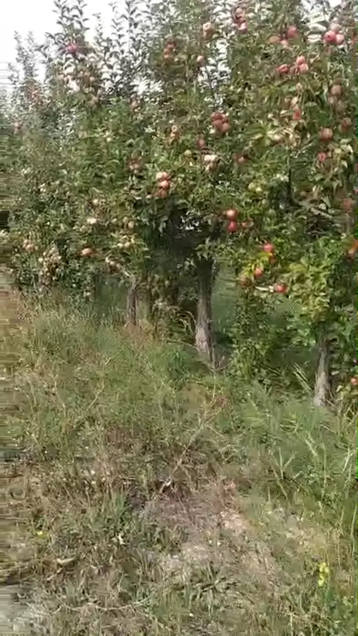 Satılık dalında elma - Karamanlı/Burdur, Burdur ürün videosu