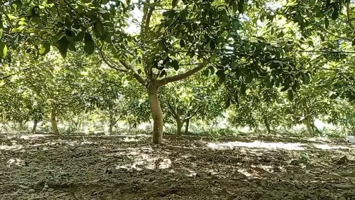 Satılık chadler ceviz yaş/kuru, Aydın ürün videosu