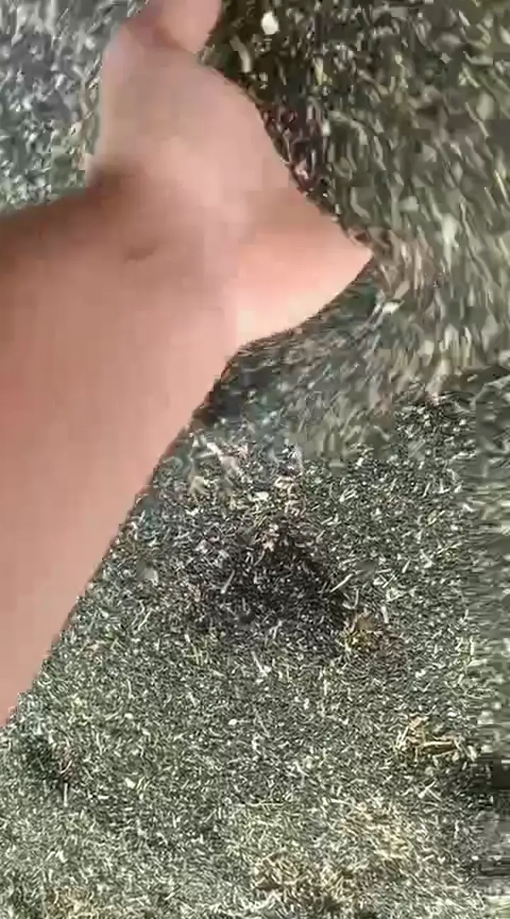 Çörek otu, Şanlıurfa ürün videosu