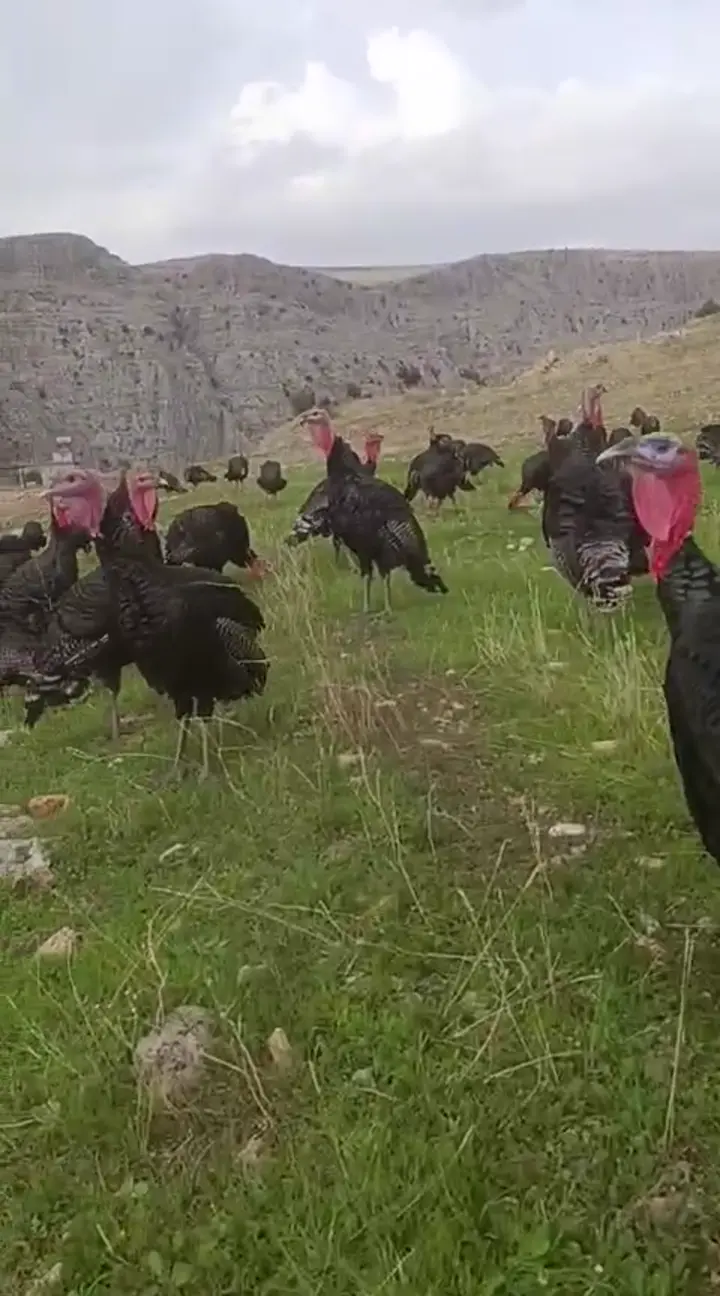 Doğal beslenmiş hindi, Şanlıurfa ürün videosu