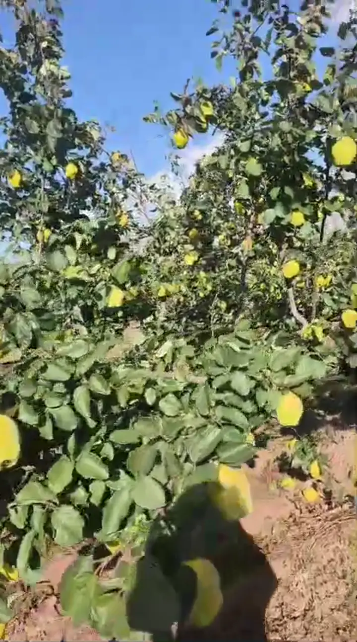 ayva niğde çamardı, Niğde ürün videosu