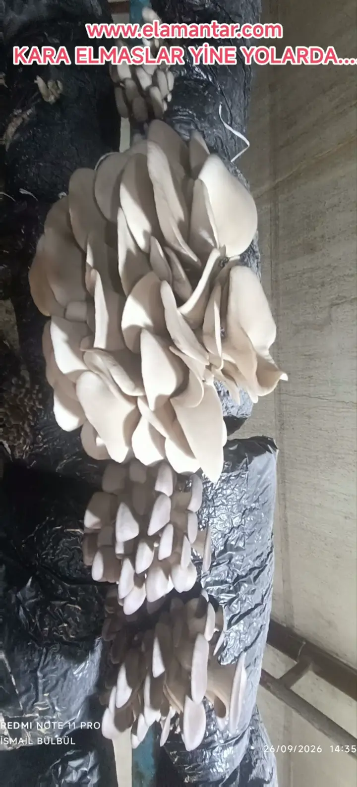 istiridye mantarı taze oyster mushroom Uşak, Uşak ürün videosu