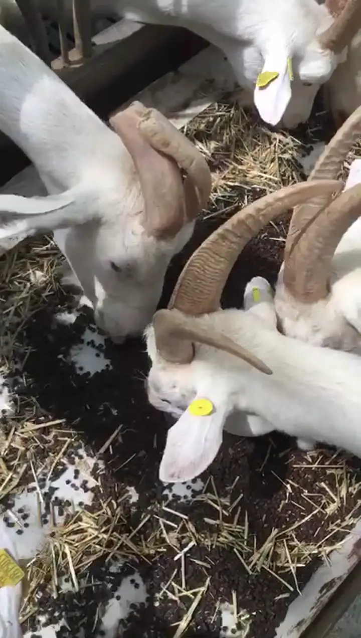 Zeytin Unu, Aydın ürün videosu